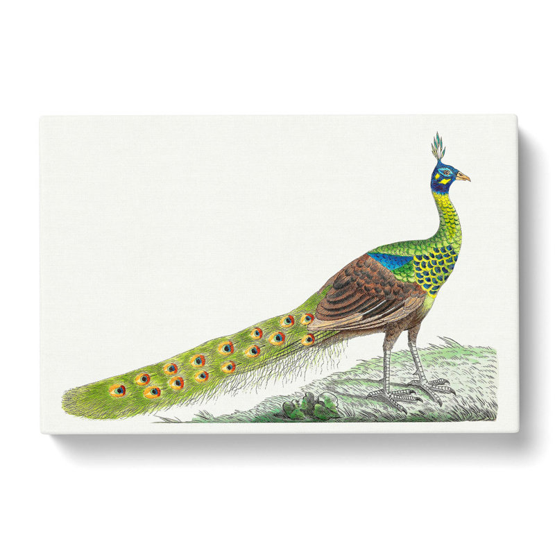 Spike-Crested Peacock by George Shaw - Wrapped Canvas, 35cm H x 50cm W x 3cm D