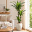 Arbre en fer brésilien artificiel 6 pi avec tronc épais - plante Dracaena Fragrans à 2 têtes en pot blanc rétro avec cailloux jaunes, arbre artificiel réaliste pour la décoration intérieure et extérieure, assemblage facile-1503452123