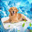 Tapis de refroidissement respirant en soie pour animaux 17,7 x 29,5 po Pet Dog Cats, D-131214440