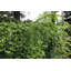 72'' H x 48'' W Steel Folding Trellis