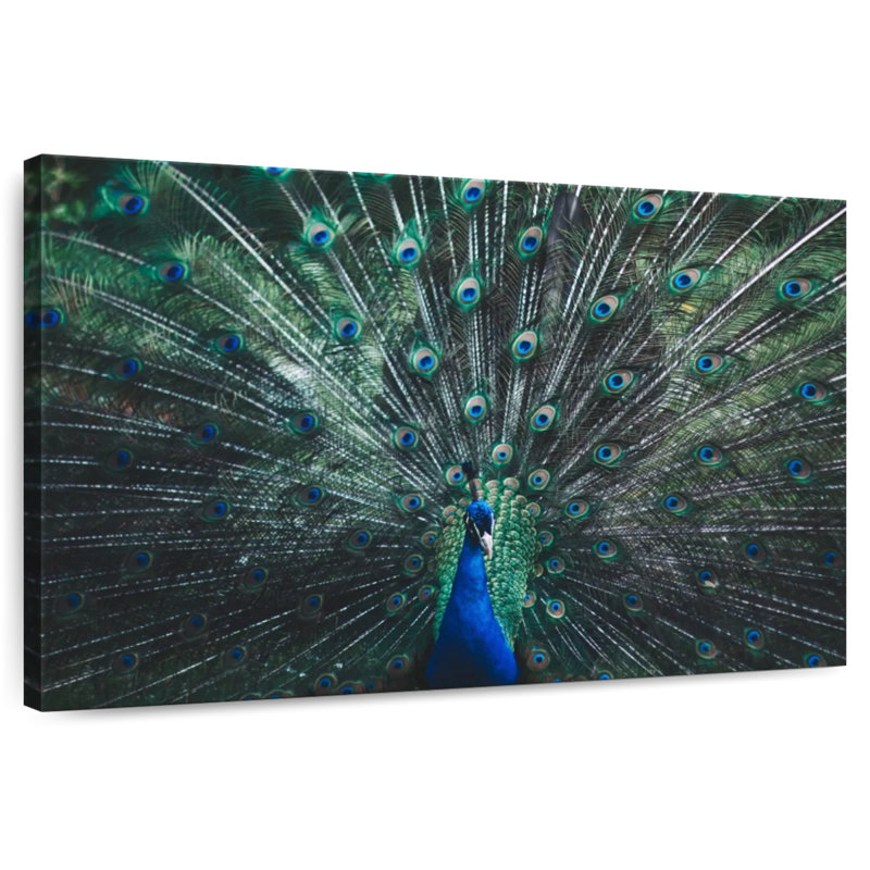 Crowle Beautiful Peacock Feather