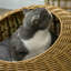 Nest Pet Bed