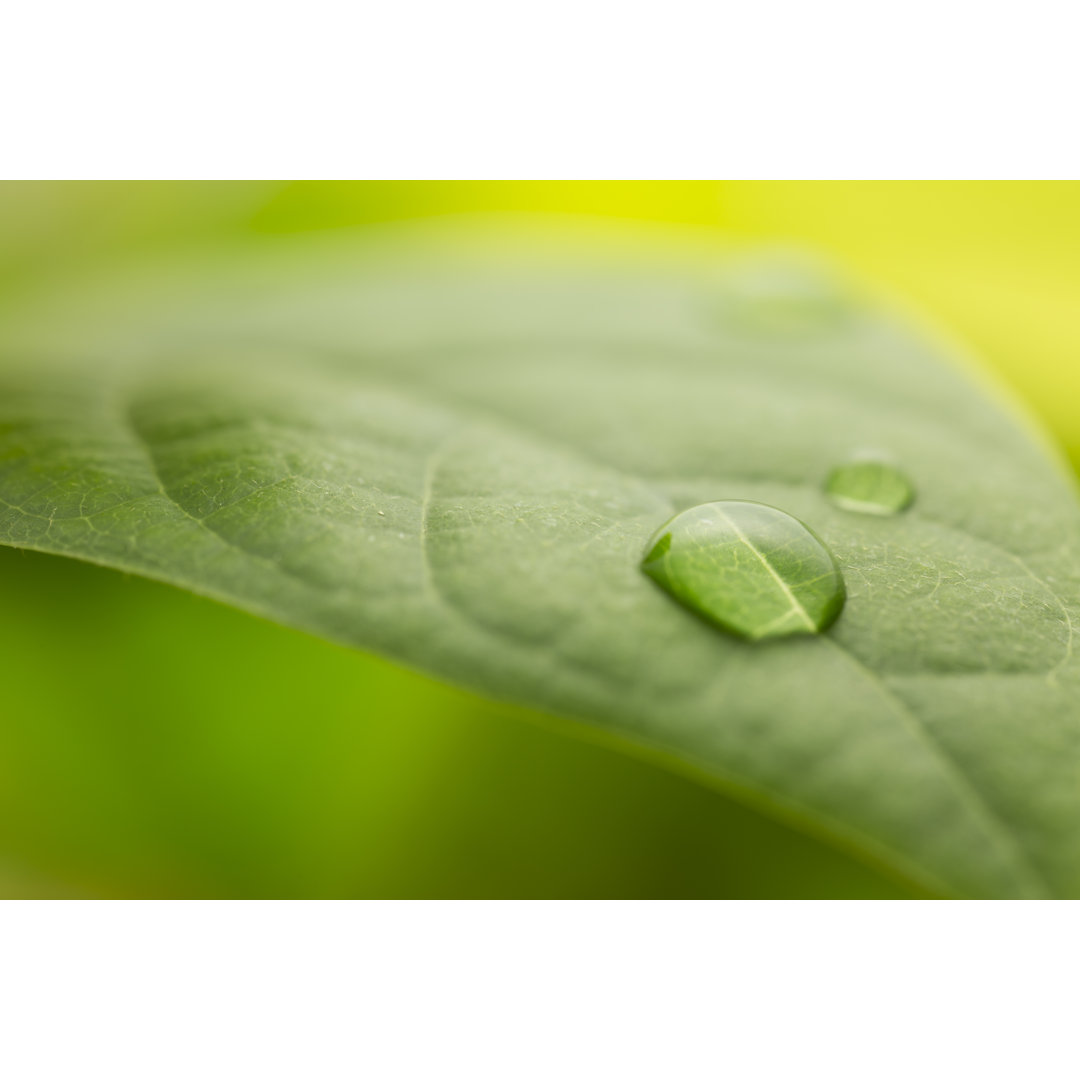 Blatt mit Regentropfen von Bernie_photo - Ohne Rahmen auf Leinwand drucken