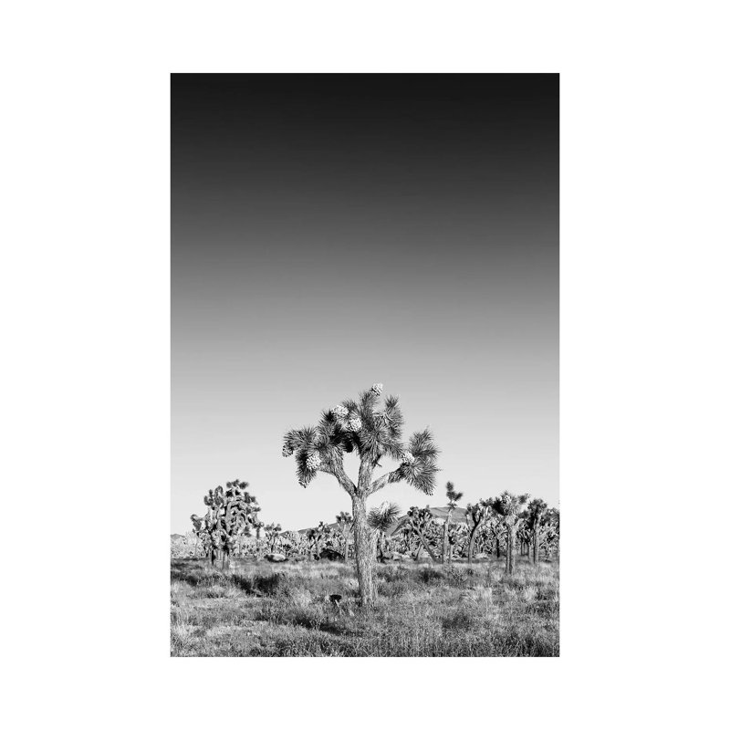 Joshua Trees Monochrome by Melanie Viola - Print on Canvas, Wrapped Canvas, 66.04cm H x 45.72cm W x 3.81cm D