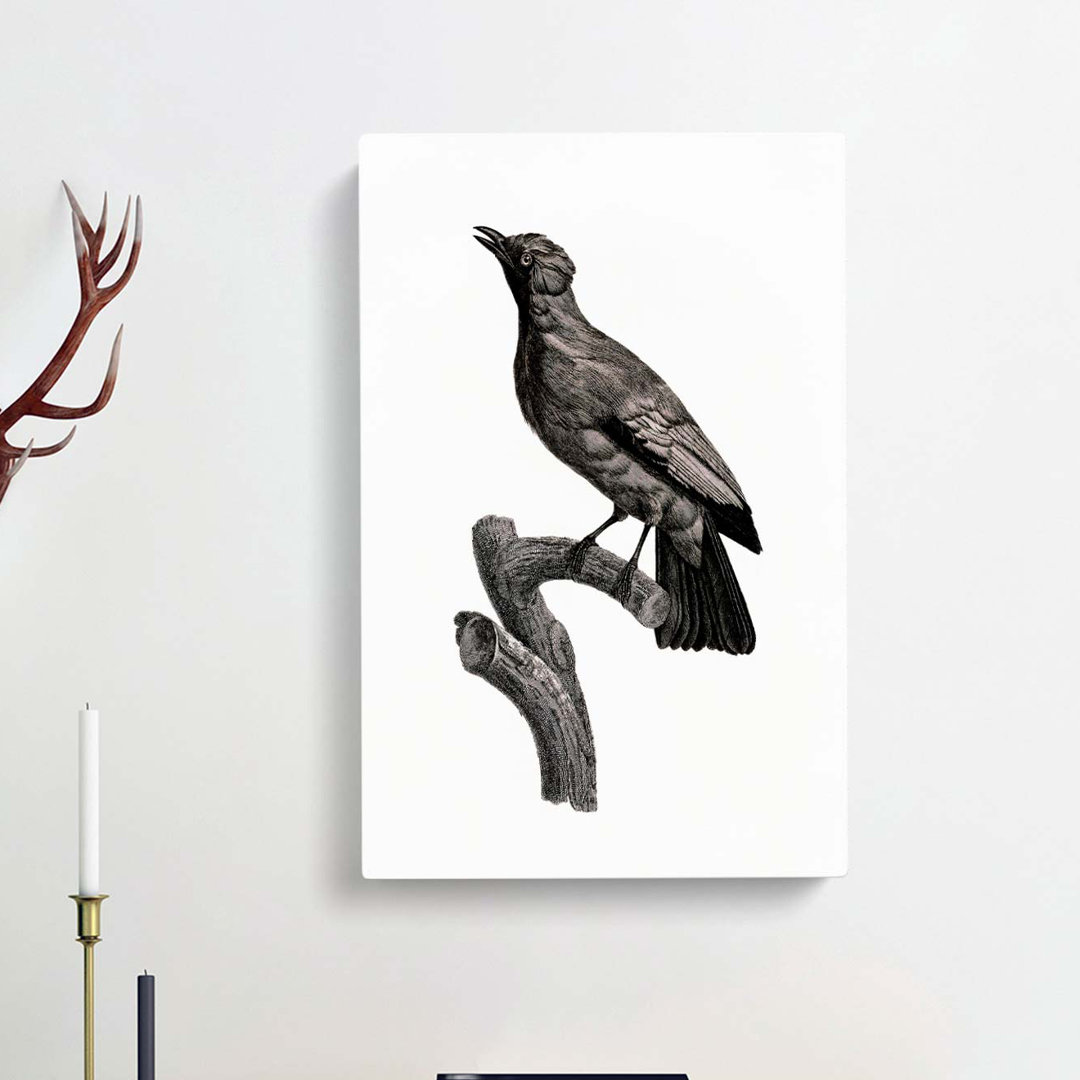 Paradise Crow by Jacques Barraband - Wrapped Canvas