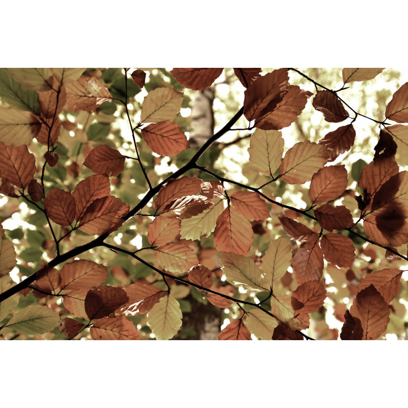 Wrapped Canvas Print, 50.8 cm H x 76.2 cm W
