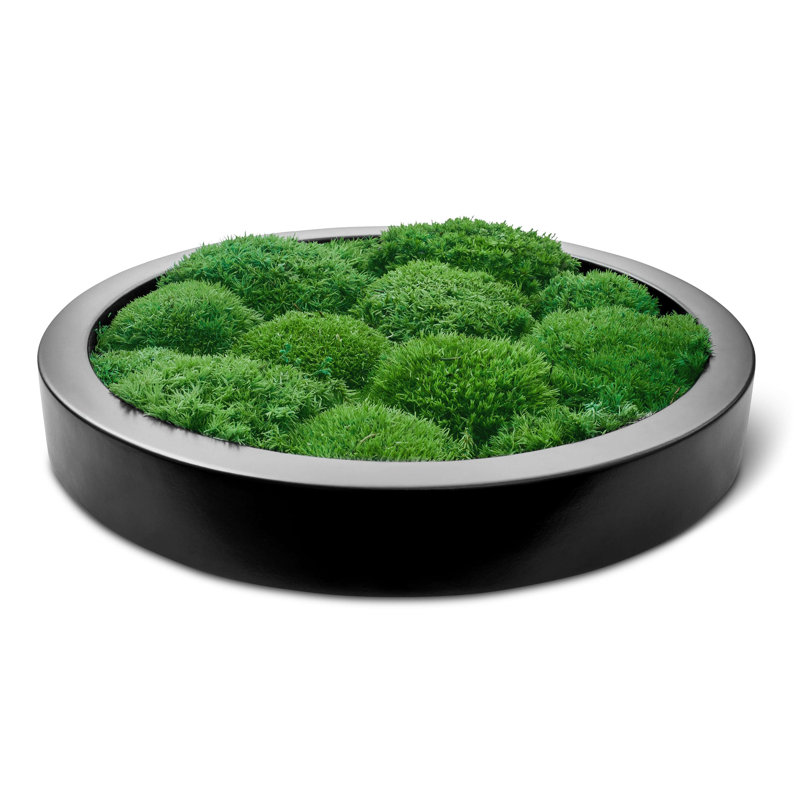 Moosbild Islandmoos Wall Décor, Black, 30cm H x 30cm W x 8cm D