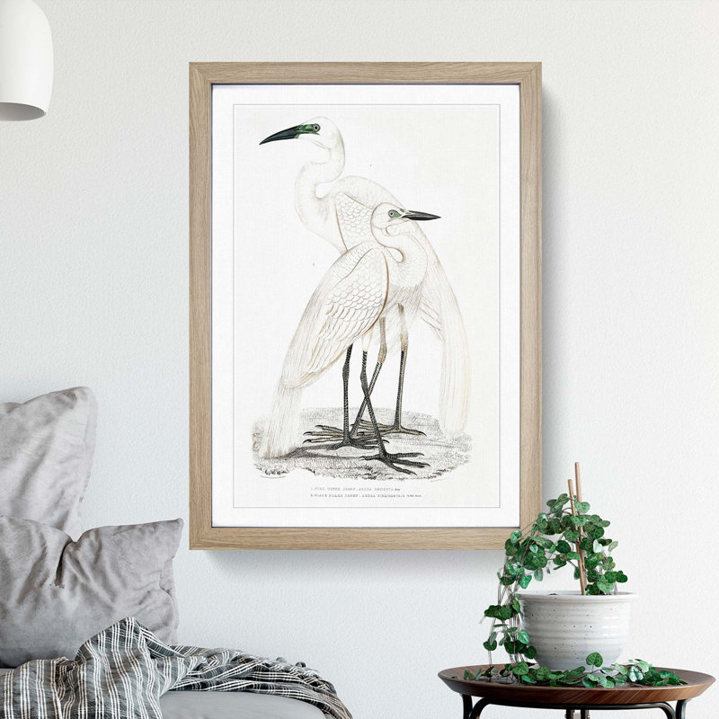 Illustration of White Herons by John Edward Gray - Picture Frame Painting Print, 36cm H x 27cm W x 2cm D, Oak Framed