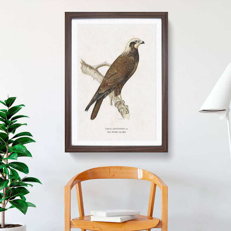 Marsh Harrier by Von Wright - Framed Print, Walnut, 76cm H x 50cm W x 2cm D