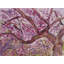 Brooklyn Botanical Gardens In Bloom Print by Diana Stelin-65852603-65827224