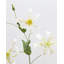 Lys Gloriosa blanc 41"