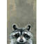 «Look Raccoon», reproduction sur toile tendue-27175513