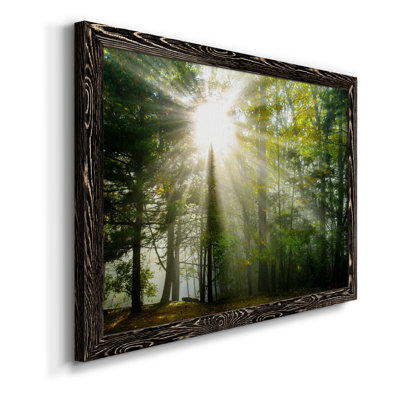 " Light And Trees II "