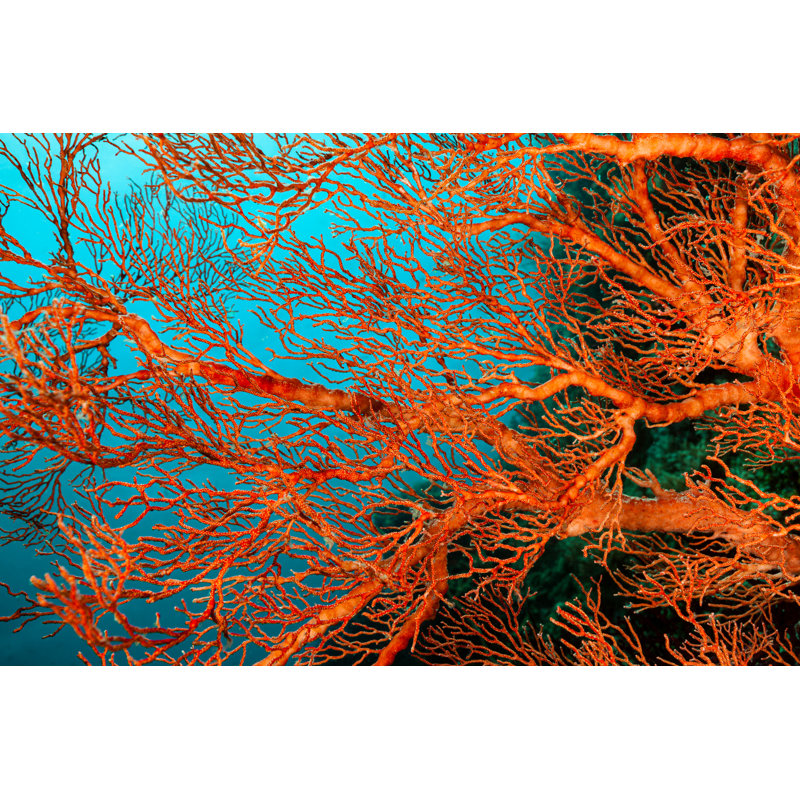 Knotted Fan Coral by Ifish - No Frame Print on Canvas, 30cm H x 46cm W