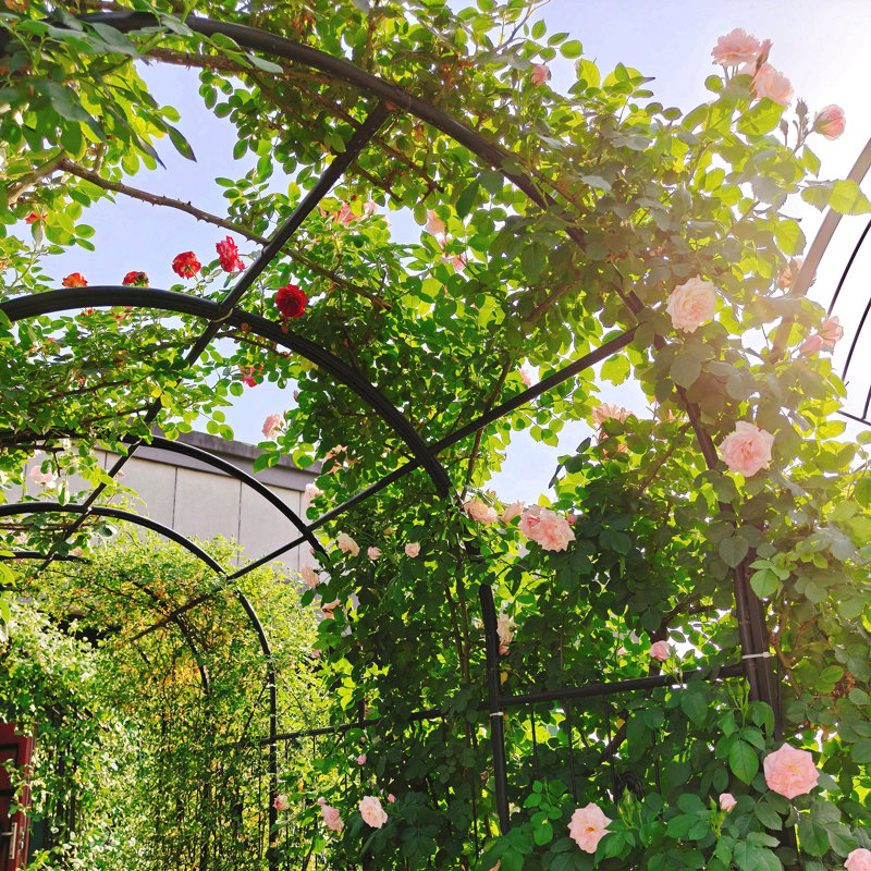 79.5 W x 19.7 D Iron Arbor with Gate and in Black