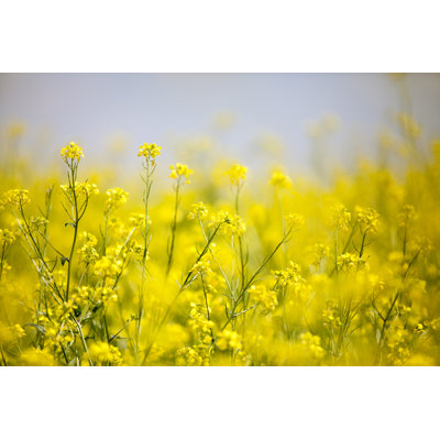 Oilseed Rape 1 Piece Wrapped Canvas Wall Art