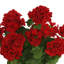 UV Protected Potted Geranium Arrangement