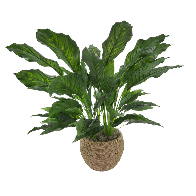 UV Rated Spathiphyllum Plant in Seagrass-Wrapped Pot