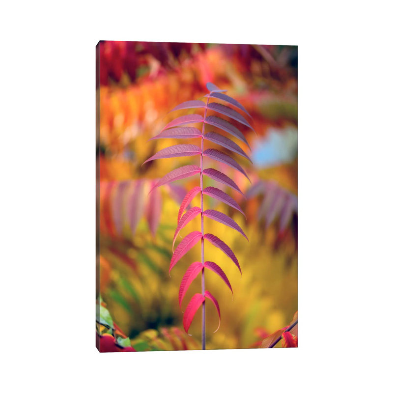 DOF And Leaves by Philippe Sainte-Laudy - Wrapped Canvas Print, 20.32 cm H x 30.48 cm W