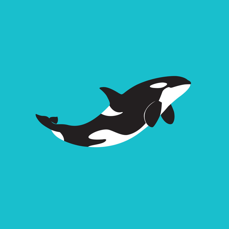 Orca Whale by Eduard Novikov - Wrapped Canvas Print, 30cm H x 30cm W