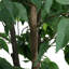 120Cm Artificial Green Banyan Tree UV Resistant Plant for Living Room