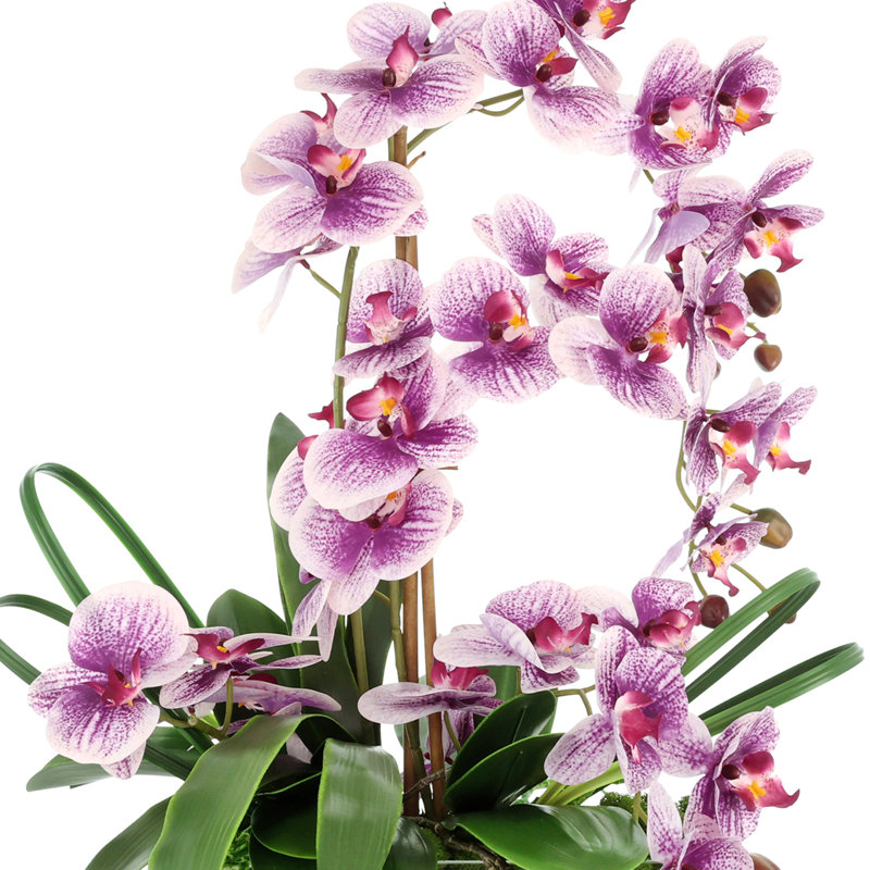 Orchid Arrangement in Pot