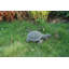 Turtle Statue