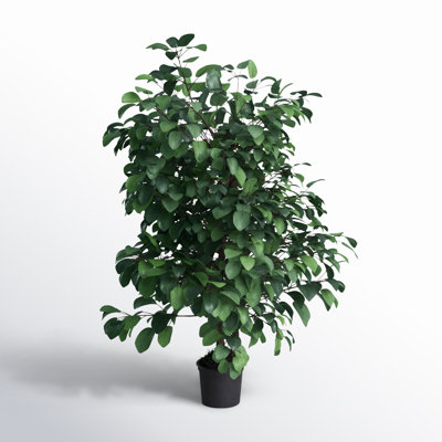 Extra Full Bush Ficus Tree in Pot