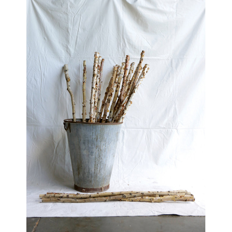 Long Wood Birch Branches