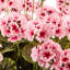 Geranium Urn Filler-1702234098