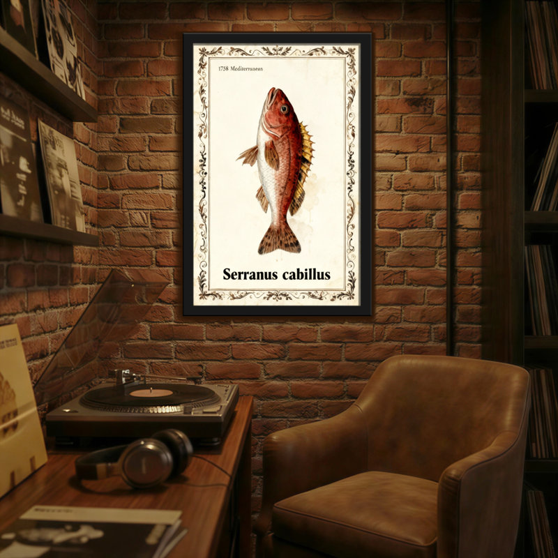Animaux, illustration rétro de poissons, méditerranéen, Serranus cabillus, H 30 po x l 20 po