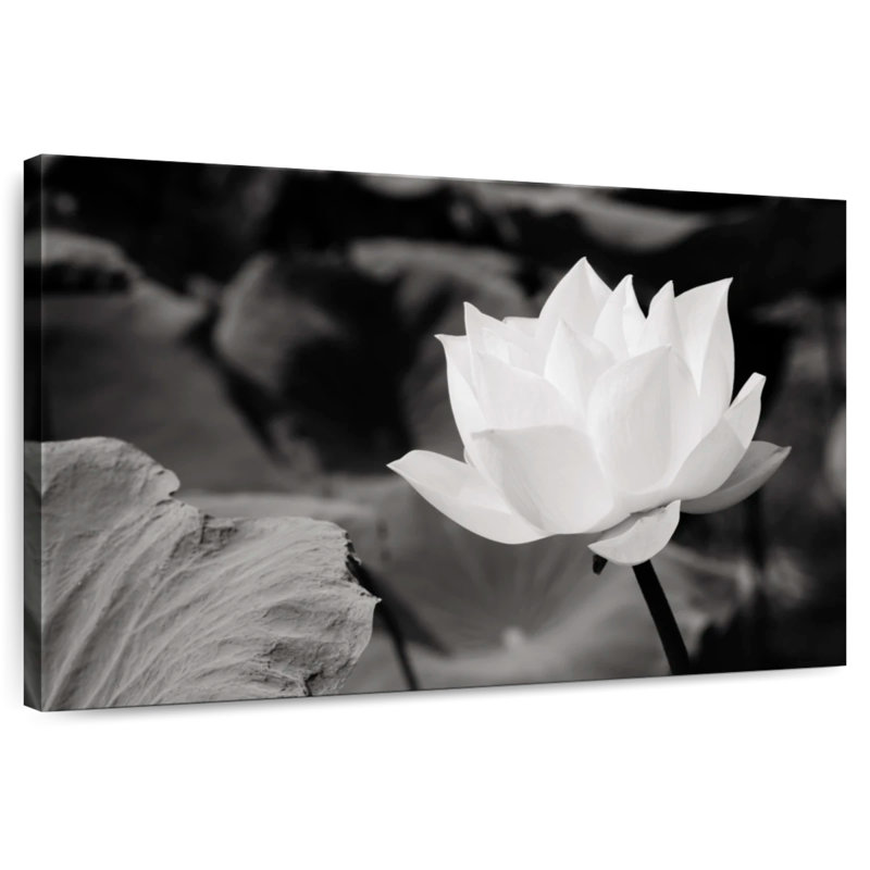 Lotus blanc immaculé Harnek, H 24 po x l 36 po