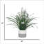 34 po Fausse citronnelle en pot