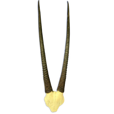 Real Oryx Antelope Skull (V-shape)