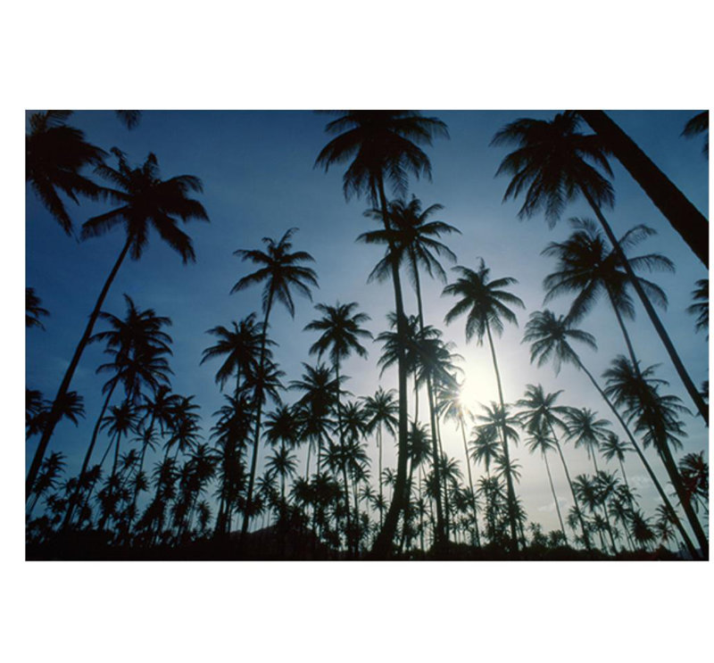 «Island Evening II» par Mike Toy - impression, Extérieur, H 54 po x l 81 po x P 1,5 po