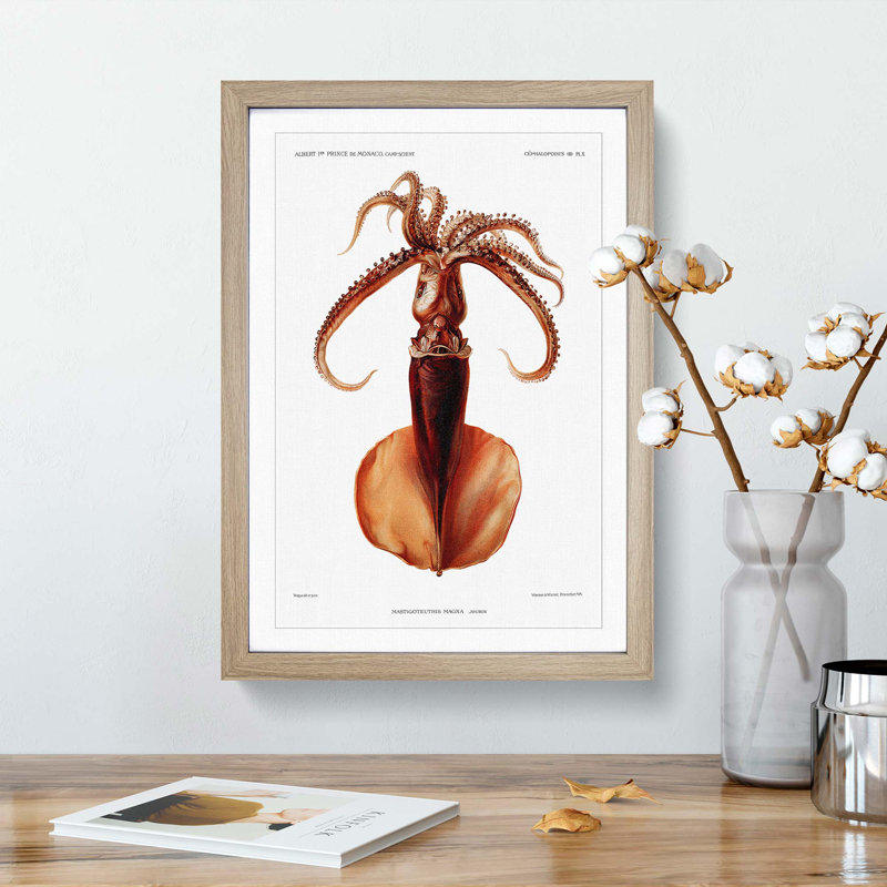 Squid Illustration by Albert I - Framed Print, Oak Framed, 48cm H x 36cm W x 2cm D
