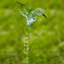 Chaîne de pluie Gribble Hummingbird