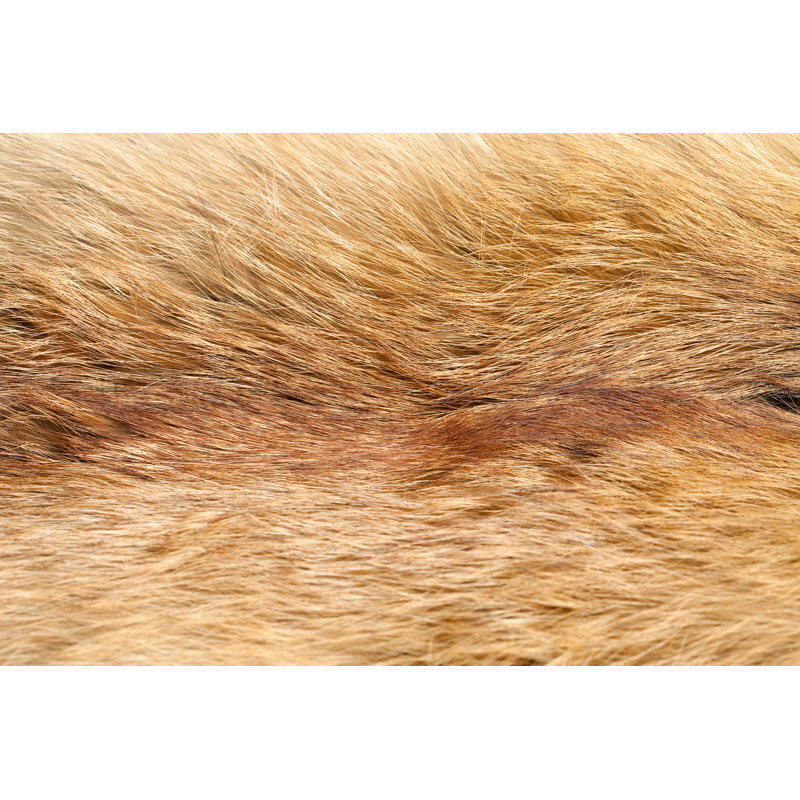 Fox Pelt by Mashabuba - No Frame Art Prints on Canvas, 51cm H x 76cm W