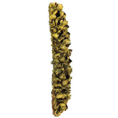 All Natural Giant Seed Pod Segment, Drie Natural Giant Seed Pod Segment, Dried