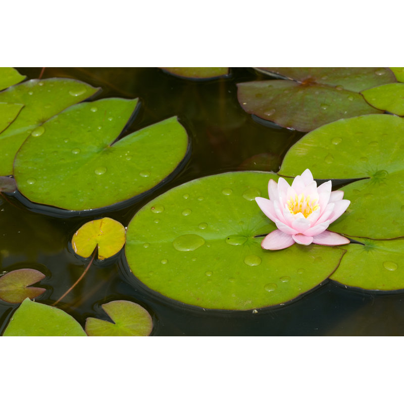 Pink Water Lily by Mevans - No Frame Art Prints on Canvas, 30cm H x 46cm W