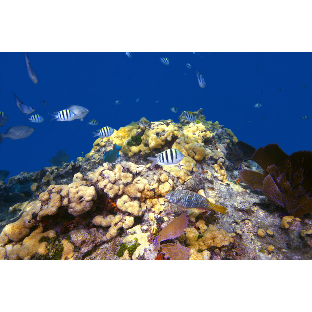 Sombrero Reef Underwater von Cdwheatley - Leinwanddrucke im Wrapped Design