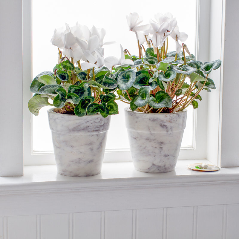 Pot Planter, 6.29" H x 5.7" W x 4.3" D