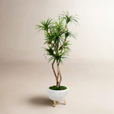 Torrens 90" Dracaena Tree in Planter