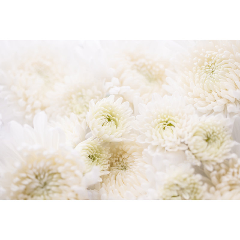 Kaluza White Chrysanthemum Flower 1 Piece Wrapped Canvas Wall Art, 61cm H x 91cm W 3.8cm D