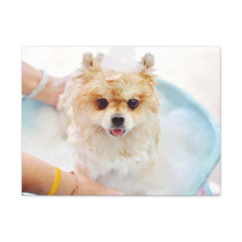 «Cute Pomeranian Bath», art mural sur toile, H 24 po x l 30 po