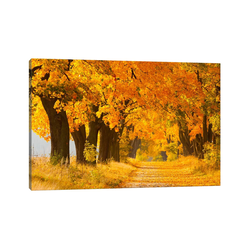 Poland, Jura, Maple Alley II by Mikolaj Gospodarek - Wrapped Canvas Print, 101.6 cm H x 66.04 cm W