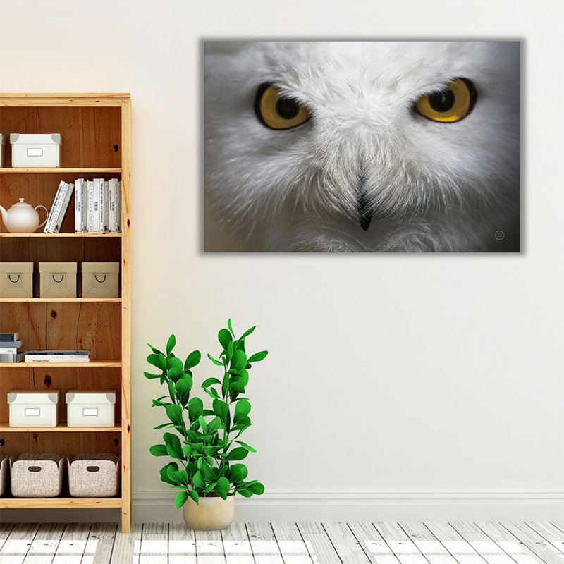 Snowy Owl Stare - reproduction d'art sur toile, 20" H x 30" W