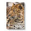 Leopard Vol.1 - Wrapped Canvas-61839059