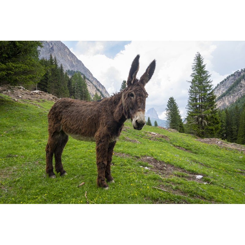 Donkey in the Val Contrin - Photographie sur toile tendue, H 12 po x l 18 po