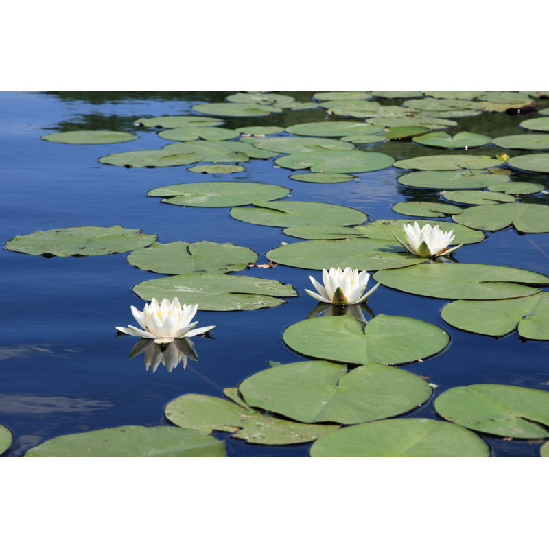 Three White Water-Lilies by Kamski - Wrapped Canvas Print, 30cm H x 46cm W